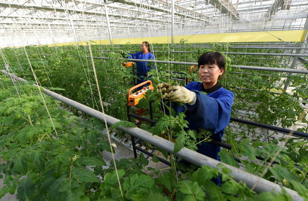 农村改革、高标准农田、粮食生产......你关心的这场发布会都回应了