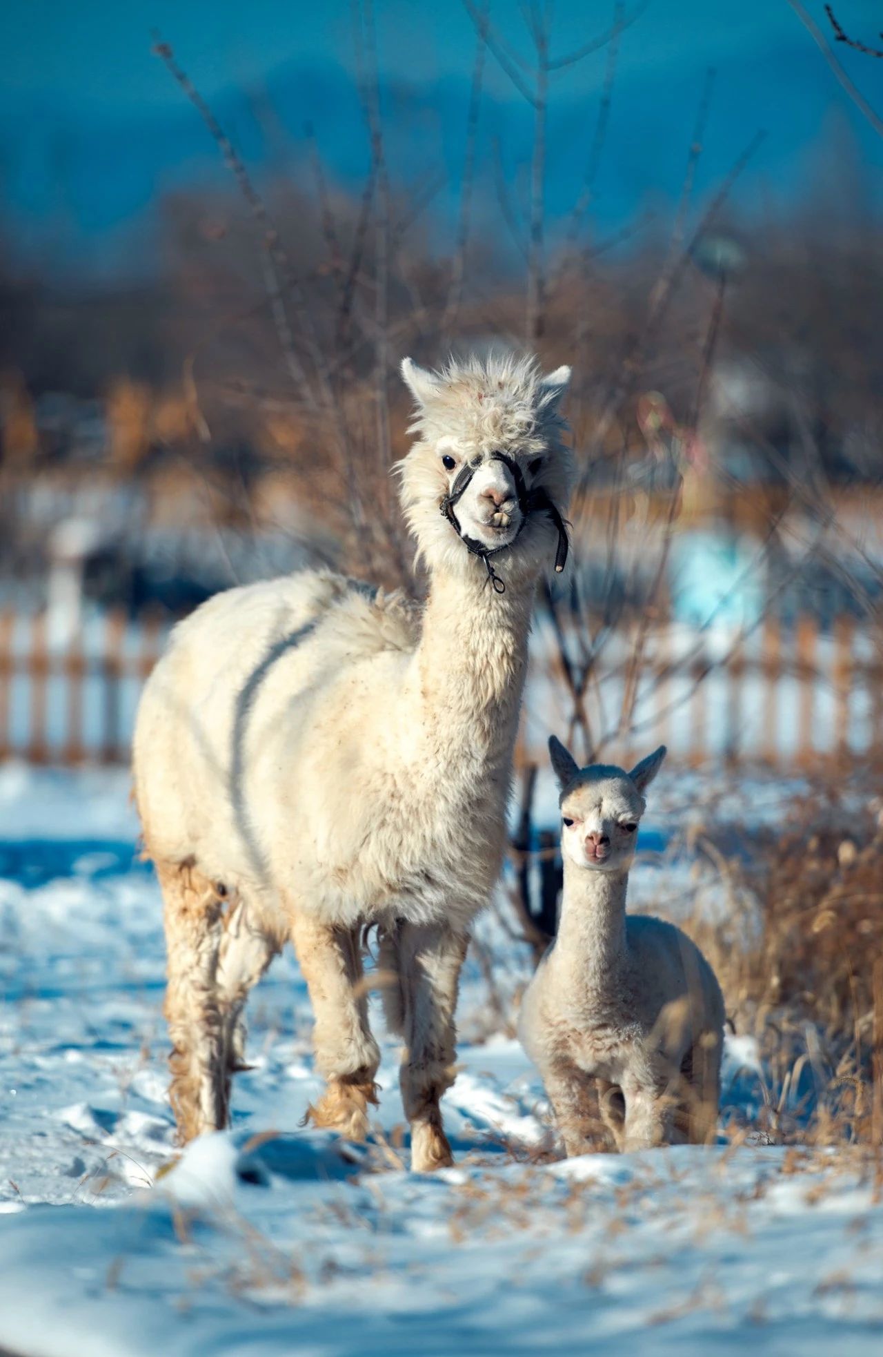 神州租车在延庆区第四十届冰雪欢乐季推出一站式出行解决方案