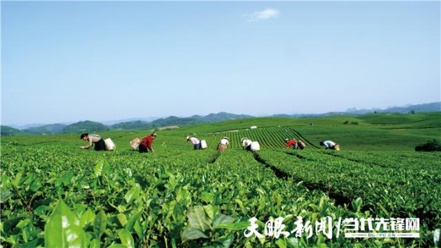 中国经济样本观察·县域样本篇丨小小油菜花何以“绽放”近百亿元产业？