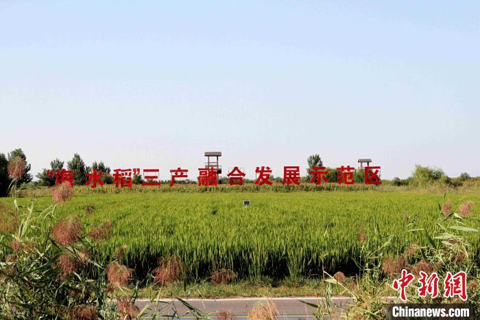 多国专家齐聚新疆共商盐碱地治理