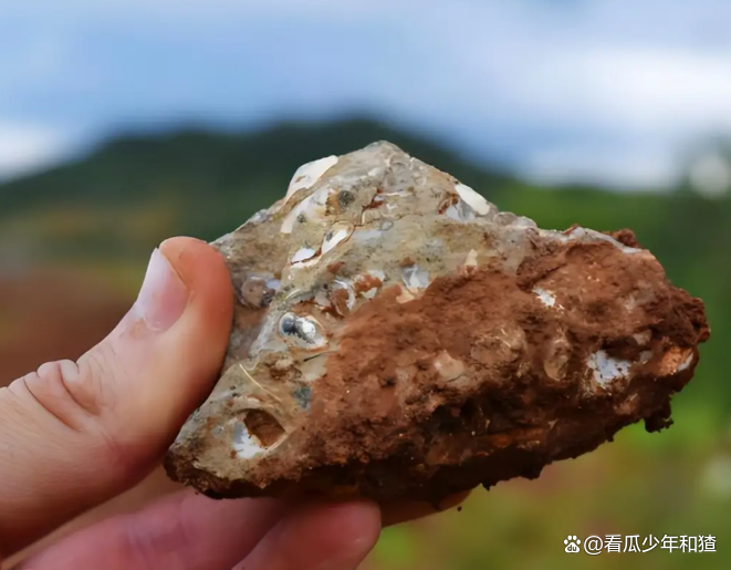 我科学家首次在植物中发现稀土成矿