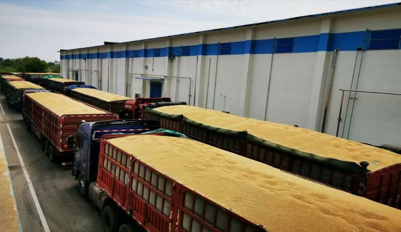 中国重要粮食产区三江平原粮运专线焕新 助力北粮南运